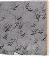 1858 Dinosaur Tracks Ichnology Hitchcock Wood Print