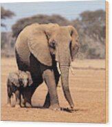 African Elephant Loxodonta Africana #19 Wood Print