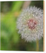 A Dandy Dandelion Wood Print