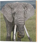 African Elephant Loxodonta Africana #2 Wood Print