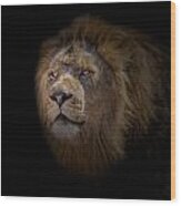 African Lion Wood Print