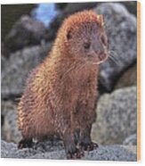 An American Mink #2 Wood Print