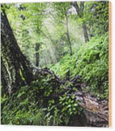Appalachian Trail #2 Wood Print