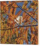 Autumn Leaves I Wood Print