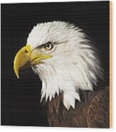 Bald Eagle  #2 Wood Print