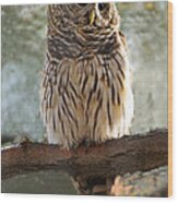 Barred Owl #2 Wood Print