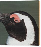 Black-footed Penguin #2 Wood Print