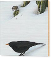 Blackbird In Winter Garden Wood Print