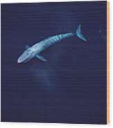 Blue Whale Sea Of Cortez Mexico #2 Wood Print