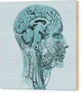 Brain Anatomy #2 Wood Print