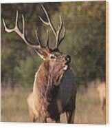 Bugling Bull Elk #2 Wood Print