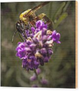 Carpenter Bee On A Lavender Spike Wood Print