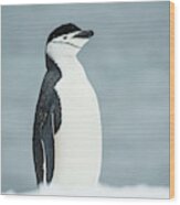 Chinstrap Penguin  Pygoscelis #2 Wood Print