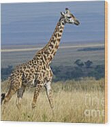 Common Giraffe #2 Wood Print