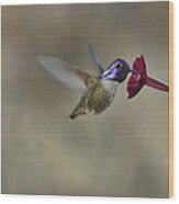 Costas Hummingbird #2 Wood Print