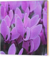Cyclamen Graecum Flowers #2 Wood Print