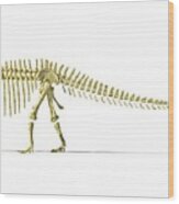 Diplodocus Dinosaur Skeleton #2 Wood Print