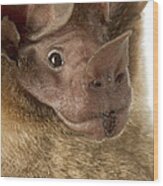 Dorbignys Round-eared Bat Suriname #2 Wood Print