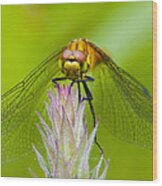 Dragonfly #2 Wood Print