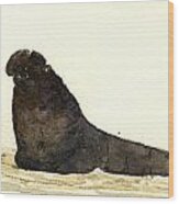 Elephant Seal #2 Wood Print