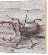 Elephant Stag Beetle #2 Wood Print