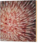 Feather Duster Worm #2 Wood Print