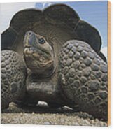 Galapagos Giant Tortoise On Alcedo #2 Wood Print