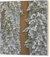Giant Sequoias And Snow Wood Print
