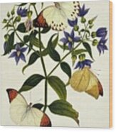 Indian Butterflies And Flowers #2 Wood Print