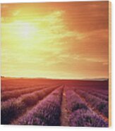 Lavender Field At Sunset #2 Wood Print