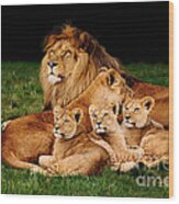 Lion Family Lying In The Grass Wood Print