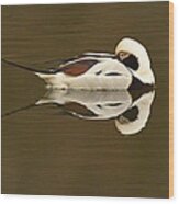 Long-tailed Duck #2 Wood Print