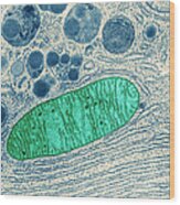 Mitochondrion, Tem #2 Wood Print