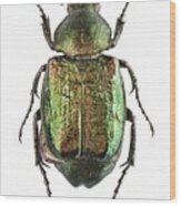 Noble Chafer #2 Wood Print