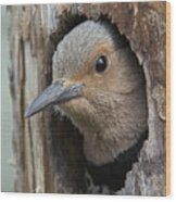 Northern Flicker In Nest Cavity Alaska #2 Wood Print