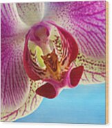 Pink Orchid Flower Details Wood Print