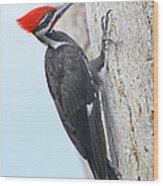 Pileated Woodpecker #2 Wood Print
