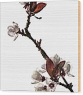 Plum Flowers Wood Print