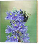 Purple Flower And Bee #2 Wood Print