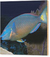 Queen Parrotfish #2 Wood Print