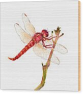Red Dragonfly Wood Print