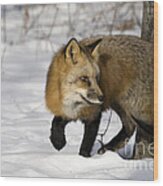 Red Fox #2 Wood Print
