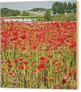 Red Poppy Field Near Highway Road #2 Wood Print
