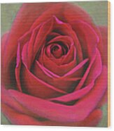 Red Rose Macro #2 Wood Print