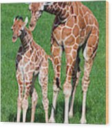 Reticulated Giraffe Juvenile & Calf #2 Wood Print