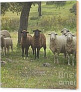 Sheep In Extremadura #2 Wood Print