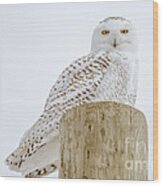 Snowy Owl Perfection #2 Wood Print