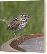 Song Sparrow #2 Wood Print