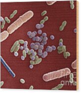 Species Of Bacteria #6 Wood Print