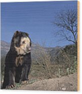 Spectacled Bear In Andean Foothills Peru #2 Wood Print